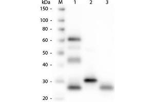 Western Blot of Anti-Chicken IgG (H&L) (GOAT) Antibody . (山羊 anti-小鸡 IgG (Heavy & Light Chain) Antibody (Alkaline Phosphatase (AP)) - Preadsorbed)