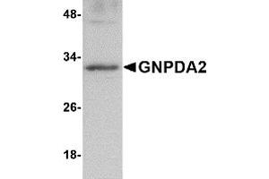 Western Blotting (WB) image for anti-Glucosamine-6-Phosphate Deaminase 2 (GNPDA2) (C-Term) antibody (ABIN1030416)