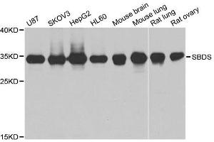 SBDS 抗体  (AA 1-250)