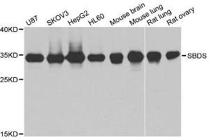 Western blot analysis of extracts of various cell lines, using SBDS antibody. (SBDS 抗体  (AA 1-250))