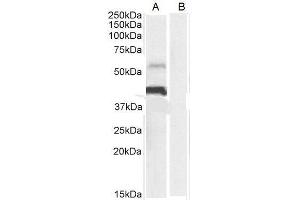 ABIN185339 (0. (PD-L1 抗体  (C-Term))