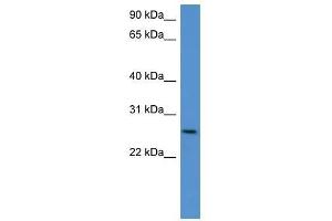 Chodl antibody used at 0. (CHODL 抗体  (C-Term))