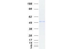 Western Blotting (WB) image for Histone Deacetylase 3 (HDAC3) protein (Myc-DYKDDDDK Tag) (ABIN2722499)