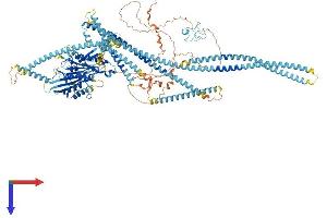 AlphaFold protein structure predicition of Mouse Recombinant Kif4 Protein, UniprotID P33174