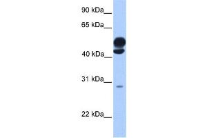 Western Blotting (WB) image for anti-Kinesin Light Chain 3 (KLC3) antibody (ABIN2459662) (KLC3 抗体)