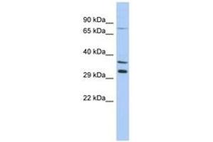 Image no. 1 for anti-Testis Specific, 13 (TSGA13) (C-Term) antibody (ABIN6743646) (TSGA13 抗体  (C-Term))