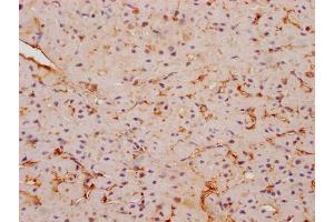 IHC image of ABIN7152895 diluted at 1:200 and staining in paraffin-embedded human skeletal muscle tissue performed on a Leica BondTM system. (FNDC5 抗体  (AA 113-127))
