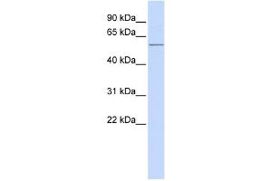 WB Suggested Anti-ACVR1C Antibody Titration: 0. (ACVR1C/ALK7 抗体  (N-Term))