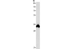 Western Blotting (WB) image for anti-Cell Division Cycle Associated 8 (CDCA8) antibody (ABIN2422727) (CDCA8 抗体)