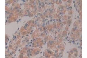 Detection of NID in Human Stomach Tissue using Polyclonal Antibody to Nidogen (NID) (Nidogen 抗体  (AA 971-1219))