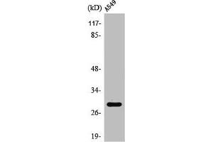 Western Blot analysis of 293 cells using PTTG1/2/3 Polyclonal Antibody (PTTG1 抗体  (Internal Region))