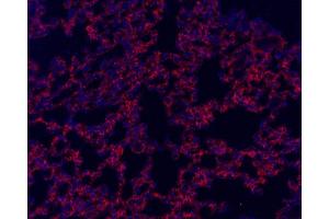 Immunofluorescence analysis of paraffin-embedded mouse lung using CD54 Polyclonal Antibody at dilution of 1:300. (ICAM1 抗体)