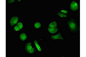 Immunofluorescence (IF) image for anti-Vacuolar Protein Sorting 4 Homolog B (vps4b) (AA 1-117) antibody (ABIN7175320)