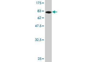 Western Blot detection against Immunogen (80. (PWP1 抗体  (AA 1-501))