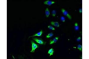 Immunofluorescent analysis of A549 cells using ABIN7163341 at dilution of 1:100 and Alexa Fluor 488-congugated AffiniPure Goat Anti-Rabbit IgG(H+L) (Phospholipase D4 抗体  (AA 52-506))