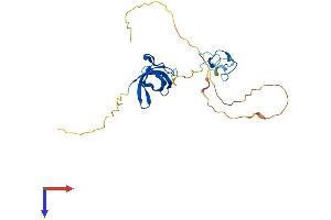 LIN28B Protein (AA 1-250) (His tag)