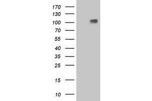 Western Blotting (WB) image for anti-Leucine-Rich Repeat Containing G Protein-Coupled Receptor 4 (LGR4) (AA 230-540) antibody (ABIN1491239) (LGR4 抗体  (AA 230-540))
