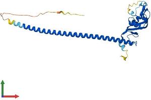 Protein Structure (PS) image for C-Type Lectin Domain Family 12, Member A (CLEC12A) (AA 1-267) protein (His tag) (ABIN7557404)