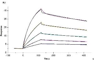 Mouse FcRn, His Tag captured on CM5 Chip via anti-his antibody can bind Mouse IgG1 Fc, No Tag with an affinity constant of 15. (IgG1 Fc 蛋白)