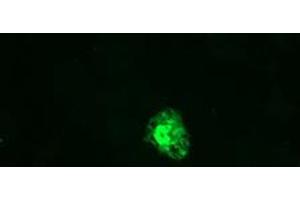 Image no. 3 for anti-Growth Arrest and DNA-Damage-Inducible, gamma (GADD45G) antibody (ABIN1497601) (GADD45G 抗体)