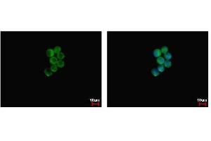 ICC/IF Image NCF1 antibody detects NCF1 protein at cytoplasm by immunofluorescent analysis. (NCF1 抗体)