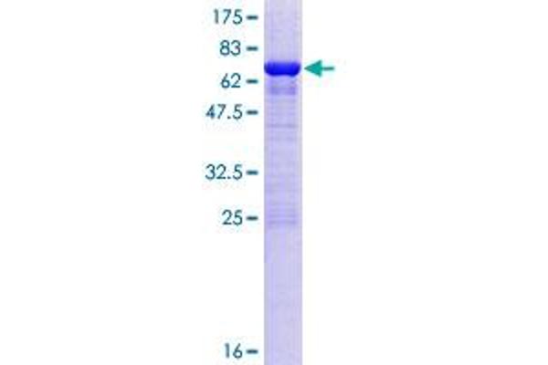 OLA1 Protein (AA 1-396) (GST tag)