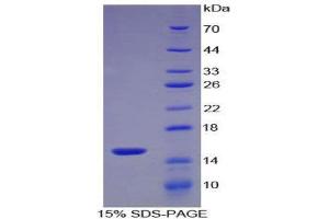 SDS-PAGE (SDS) image for S100 Calcium Binding Protein A9 (S100A9) (AA 1-113) protein (His tag) (ABIN1080759) (S100A9 Protein (AA 1-113) (His tag))