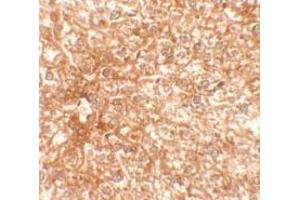 Immunohistochemistry of EPAC3 in mouse liver tissue with EPAC3 Antibody at 2. (RAPGEF4 抗体  (N-Term))