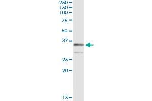 Immunoprecipitation of TRADD transfected lysate using anti-TRADD monoclonal antibody and Protein A Magnetic Bead , and immunoblotted with TRADD MaxPab rabbit polyclonal antibody. (TRADD 抗体  (AA 203-312))