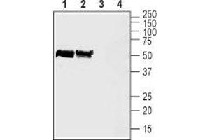 Western blot analysis of rat (lanes 1 and 3) and mouse (lanes 2 and 4) brain lysates: - 1,2. (Slc30a3 抗体  (2nd Cytoplasmic Loop))