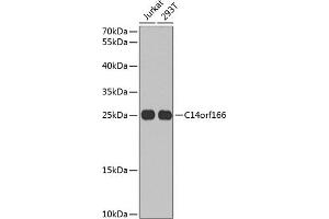Western blot analysis of extracts of various cell lines, using C14orf166 antibody (ABIN6127699, ABIN6137728, ABIN6137729 and ABIN6220257) at 1:1000 dilution. (C14orf166 抗体  (AA 1-244))