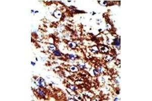 Image no. 1 for anti-Farnesyl Diphosphate Synthase (FDPS) (AA 24-53), (N-Term) antibody (ABIN357713) (FDPS 抗体  (N-Term))
