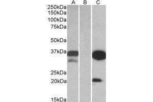 Western Blotting (WB) image for anti-Dual Adaptor of Phosphotyrosine and 3-phosphoinositides (DAPP1) (Internal Region) antibody (ABIN2464852) (DAPP1 抗体  (Internal Region))