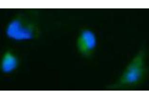 Image no. 1 for anti-Carbonic Anhydrase 12 (CA12) antibody (ABIN1497065) (CA12 抗体)