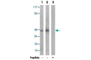 Western blot analysis of extracts from HepG2 cells (Lane 1) and K-562 cells (Lane 2 and 3), using PRKAR2B polyclonal antibody . (PRKAR2B 抗体  (Ser113))