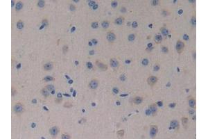 Detection of NT4 in Mouse Brain Tissue using Polyclonal Antibody to Neurotrophin 4 (NT4) (Neurotrophin 4 抗体  (AA 80-209))