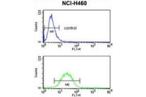 Flow cytometry analysis of NCI-H460 cells (bottom histogram) compared to a negative control cell (top histogram) using Fibulin-3  Antibody (N-term), followed by FITC-conjugated goat-anti-rabbit secondary antibodies. (FBLN3 抗体  (N-Term))