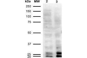 Western Blot analysis of Human Cervical Cancer cell line (HeLa) showing detection of Malondialdehyde -BSA using Mouse Anti-Malondialdehyde Monoclonal Antibody, Clone 11E3 . (Malondialdehyde 抗体  (FITC))