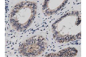 Image no. 9 for anti-DnaJ (Hsp40) Homolog, Subfamily A, Member 2 (DNAJA2) antibody (ABIN1497862)