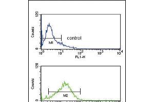 IRF8 Antibody (Center) (ABIN389337 and ABIN2839449) flow cytometry analysis of Jurkat cells (bottom histogram) compared to a negative control cell (top histogram). (IRF8 抗体  (AA 241-269))