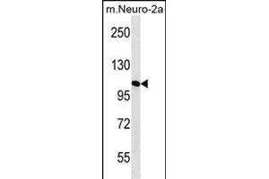 N2A2 Antibody (Center) (ABIN656432 and ABIN2845722) western blot analysis in mouse Neuro-2a cell line lysates (35 μg/lane). (MAN2A2 抗体  (AA 767-796))