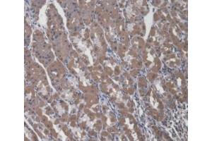 Immunohistochemistry (IHC) image for anti-alpha 1, 4-Galactosyltransferase (A4GALT) (AA 44-353) antibody (ABIN7444748)