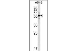 Western blot analysis in A549 cell line lysates (35ug/lane). (SPNS3 抗体  (C-Term))