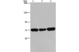 Western Blot analysis of 293T, Jurkat and Hela cell using PCK2 Polyclonal Antibody at dilution of 1:600 (PEPCK 抗体)