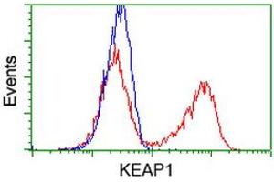 HEK293T cells transfected with either RC202189 overexpress plasmid (Red) or empty vector control plasmid (Blue) were immunostained by anti-KEAP1 antibody (ABIN2453951), and then analyzed by flow cytometry. (KEAP1 抗体)