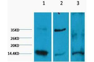 Western Blotting (WB) image for anti-Histone 3 (H3) (H3K9me2) antibody (ABIN3178661) (Histone 3 抗体  (H3K9me2))