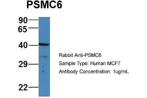 Host: Rabbit Target Name: PSMC6 Sample Type: Human MCF7 Antibody Dilution: 1.