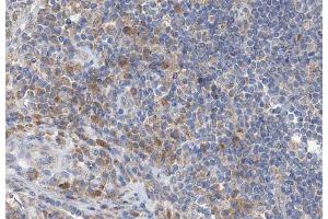 ABIN6266555 at 1/100 staining human lymph node tissue sections by IHC-P. (GZMB 抗体)