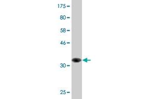 Western Blot detection against Immunogen (34. (RASSF3 抗体  (AA 29-112))