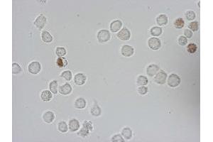 Immunofluorescence (IF) image for anti-Iododeoxyuridine (IdU) antibody (ABIN2669972) (IdU 抗体)